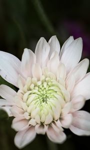 Preview wallpaper chrysanthemum, flower, macro, petals, white