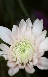 Preview wallpaper chrysanthemum, flower, macro, petals, white