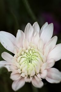 Preview wallpaper chrysanthemum, flower, macro, petals, white