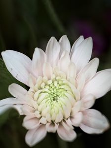 Preview wallpaper chrysanthemum, flower, macro, petals, white