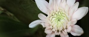 Preview wallpaper chrysanthemum, flower, macro, petals, white