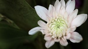 Preview wallpaper chrysanthemum, flower, macro, petals, white