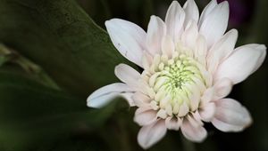 Preview wallpaper chrysanthemum, flower, macro, petals, white