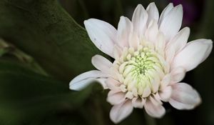 Preview wallpaper chrysanthemum, flower, macro, petals, white