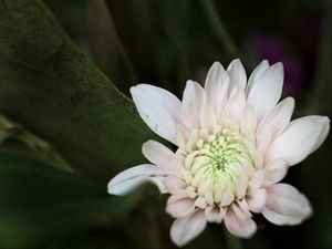 Preview wallpaper chrysanthemum, flower, macro, petals, white