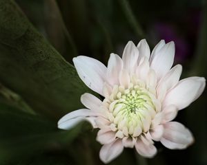 Preview wallpaper chrysanthemum, flower, macro, petals, white