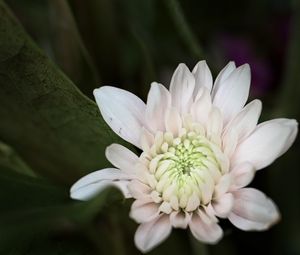 Preview wallpaper chrysanthemum, flower, macro, petals, white