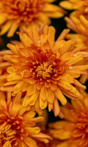 Preview wallpaper chrysanthemum, flower, macro, orange, petals