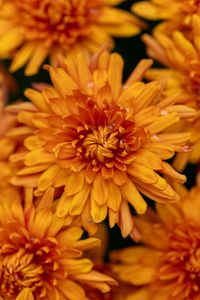 Preview wallpaper chrysanthemum, flower, macro, orange, petals