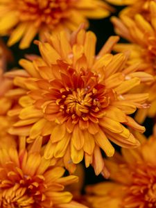 Preview wallpaper chrysanthemum, flower, macro, orange, petals