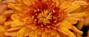 Preview wallpaper chrysanthemum, flower, macro, orange, petals