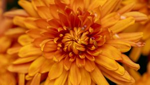 Preview wallpaper chrysanthemum, flower, macro, orange, petals