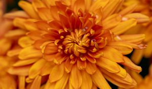 Preview wallpaper chrysanthemum, flower, macro, orange, petals