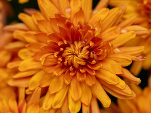 Preview wallpaper chrysanthemum, flower, macro, orange, petals