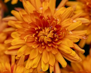 Preview wallpaper chrysanthemum, flower, macro, orange, petals