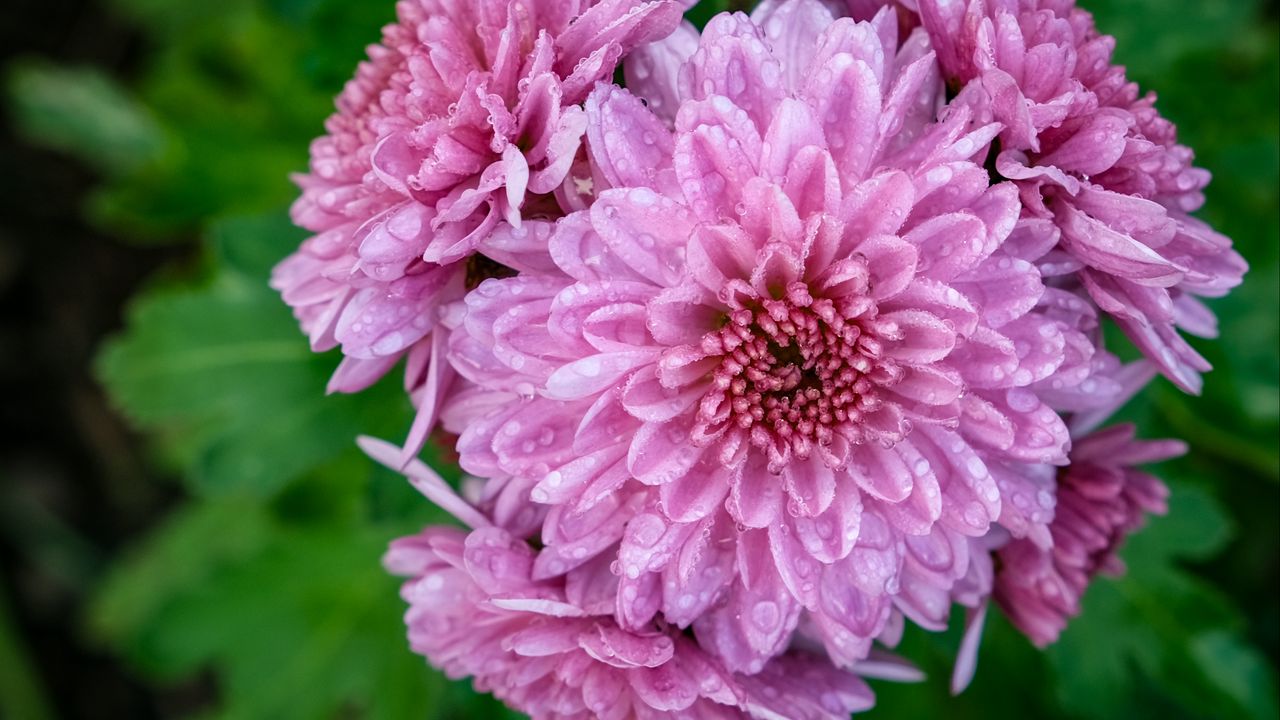 Wallpaper chrysanthemum, flower, macro, petals, pink, drops