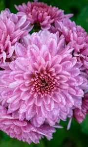 Preview wallpaper chrysanthemum, flower, macro, petals, pink, drops