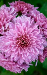 Preview wallpaper chrysanthemum, flower, macro, petals, pink, drops