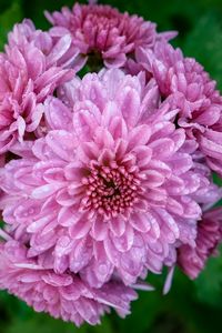 Preview wallpaper chrysanthemum, flower, macro, petals, pink, drops