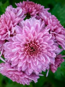 Preview wallpaper chrysanthemum, flower, macro, petals, pink, drops