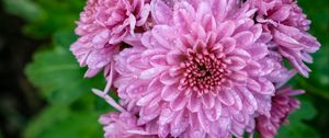 Preview wallpaper chrysanthemum, flower, macro, petals, pink, drops