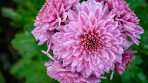 Preview wallpaper chrysanthemum, flower, macro, petals, pink, drops