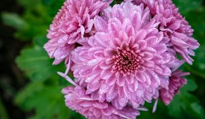 Preview wallpaper chrysanthemum, flower, macro, petals, pink, drops