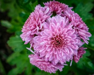 Preview wallpaper chrysanthemum, flower, macro, petals, pink, drops