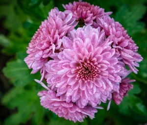 Preview wallpaper chrysanthemum, flower, macro, petals, pink, drops