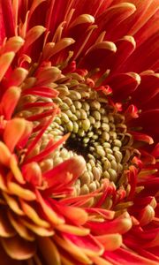 Preview wallpaper chrysanthemum, flower, macro, petals, red