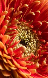 Preview wallpaper chrysanthemum, flower, macro, petals, red