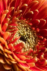 Preview wallpaper chrysanthemum, flower, macro, petals, red