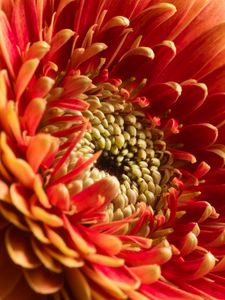 Preview wallpaper chrysanthemum, flower, macro, petals, red