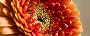 Preview wallpaper chrysanthemum, flower, macro, petals, red