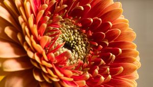Preview wallpaper chrysanthemum, flower, macro, petals, red