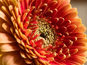 Preview wallpaper chrysanthemum, flower, macro, petals, red