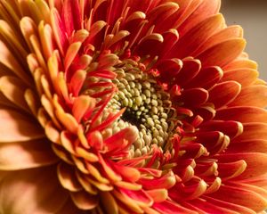 Preview wallpaper chrysanthemum, flower, macro, petals, red