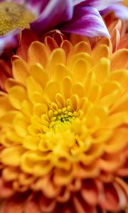 Preview wallpaper chrysanthemum, flower, macro, petals