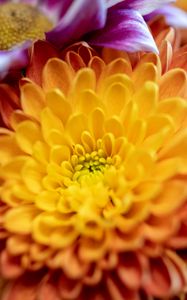 Preview wallpaper chrysanthemum, flower, macro, petals