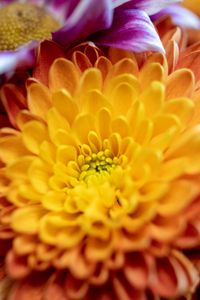 Preview wallpaper chrysanthemum, flower, macro, petals