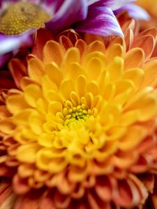 Preview wallpaper chrysanthemum, flower, macro, petals