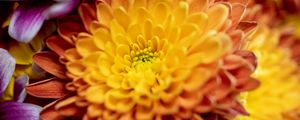 Preview wallpaper chrysanthemum, flower, macro, petals