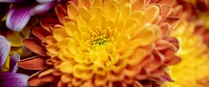 Preview wallpaper chrysanthemum, flower, macro, petals