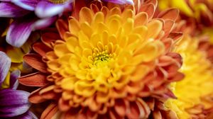 Preview wallpaper chrysanthemum, flower, macro, petals