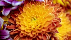 Preview wallpaper chrysanthemum, flower, macro, petals