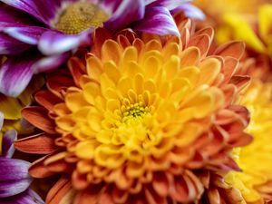 Preview wallpaper chrysanthemum, flower, macro, petals