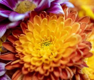 Preview wallpaper chrysanthemum, flower, macro, petals