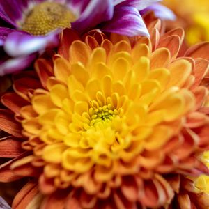 Preview wallpaper chrysanthemum, flower, macro, petals