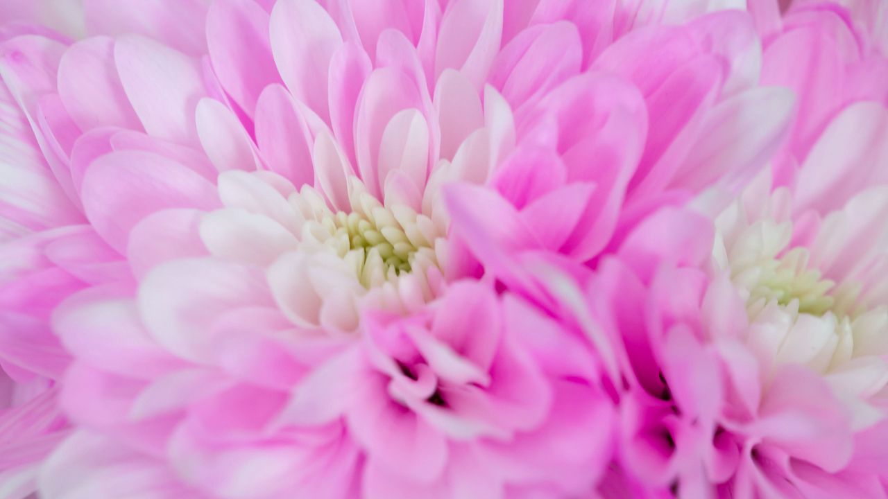 Wallpaper chrysanthemum, flower, macro, petals, pink