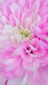 Preview wallpaper chrysanthemum, flower, macro, petals, pink